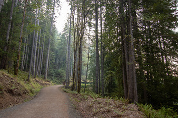 long dirt trail through tall old forest