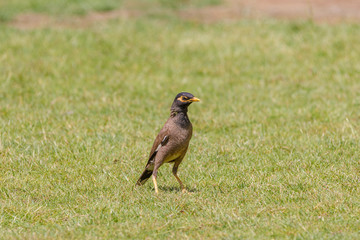 One bird of mynah stands on grass