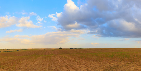 Obraz premium Wide field under white clouds sunrise
