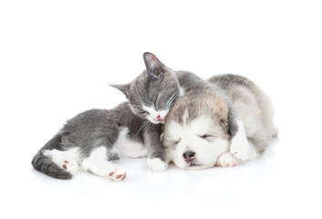 Fototapeta na wymiar A kitten licks a sleeping malamute puppy. Isolated on a white background