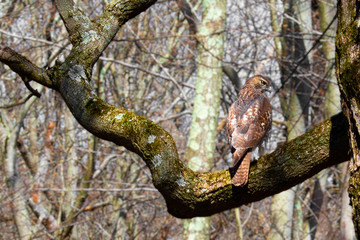 A hawk guarding the forest.