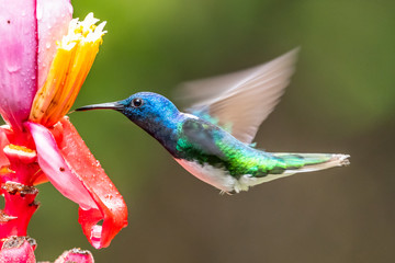 Blue hummingbird Violet Sabrewing flying next to beautiful red flower. Tinny bird fly in jungle. Wildlife in tropic Costa Rica. Two bird sucking nectar from bloom in the forest. Bird behaviour