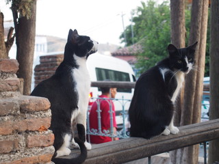 Cats resting on the railing, Chaouen (Chefchaouen), Morocco