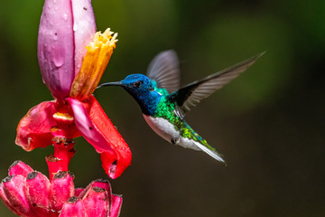 Blue hummingbird Violet Sabrewing flying next to beautiful red flower. Tinny bird fly in jungle....