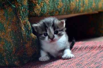 young small cat sitting near sofa