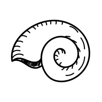 vector element, black and white drawing of a marine inhabitant, shell