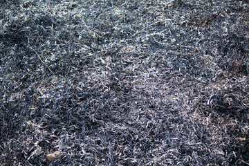Burned grass, burned forest. Ash ash from the fire close up
