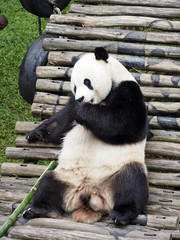 panda relaxing in panda palace indonesia safari park