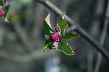 apple spring flower going to bloom