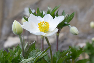 Close-up of anemone flower and unbroken buds.