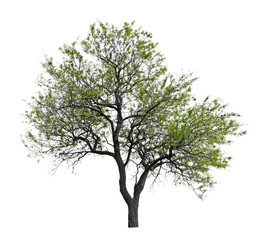 Obraz premium Single tree isolated, evergreen leaves dicut on white background with clipping path