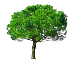 Fototapeta na wymiar A Stone Pine tree, known as Italian stone pine, botanical name Pinus pinea, an umbrella form tree dicut, isolated on white background with clipping paths