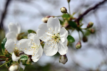 cherry twig in bloom in April