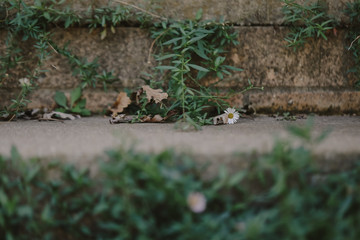 Plain nature background with sandstone texture featuring small white seaside daisies and fallen leaves