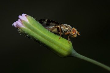 Macro shot a hoverfly resting on a wildflower bud