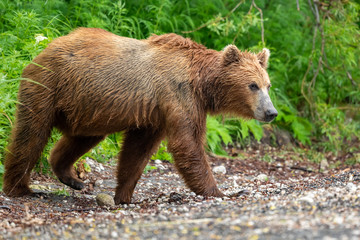 Ruling the landscape, brown bears of Kamchatka (Ursus arctos beringianus)