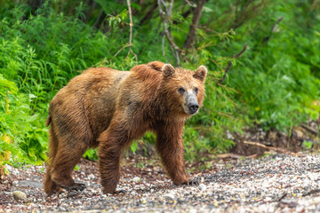 Obraz premium Ruling the landscape, brown bears of Kamchatka (Ursus arctos beringianus)