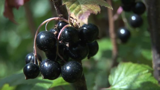Blackcurrant close up view growing in field  England