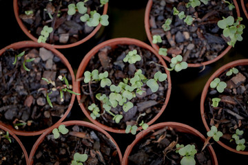 Top view of a collection of small pots with kale seeds starting to sprout in spring time
