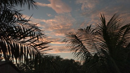 sunset on warm cloud  with tropical tree