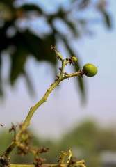 Little Mango Growing on the tree. Mangifera indica, commonly known as mango, is a species of flowering plant in the sumac and poison ivy family Anacardiaceae.