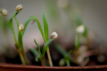 Obraz premium Close up macro image of kale seeds beginning to sprout
