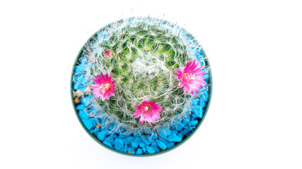 Top view of Cactus flowers isolated white background.