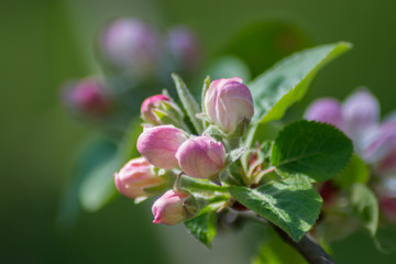 Fototapeta na wymiar Quince tree blossom, pink tender flowers and buds in spring season, selective focus, seasonal nature flora