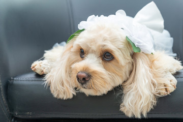 犬の着せ替え　新婦