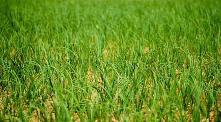 Onion Seed Field in Bangladesh. Green onion cultivation. Green onion field on a farm. Environment line.