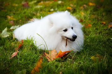 Beautiful White Japanese Pomeranian is lying on the grass in the Park