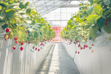 温室栽培の苺