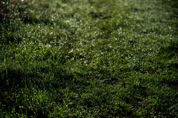 Rolgordijnen Gras green grass background