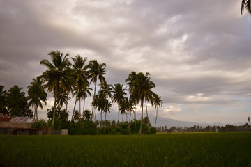 palm trees in the field