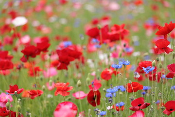 ポピーの花風景