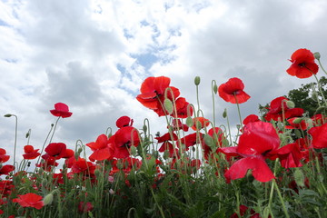 Obraz premium Krajobraz kwiat maku