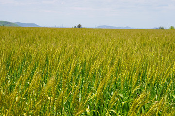 小麦畑