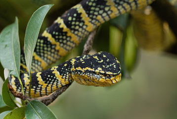 Wagler's pit viper - Tropidolaemus wagleri, beautiful colored viper from Southeast Asian forests and woodlands, Malaysia.