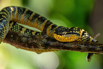 Wagler's pit viper - Tropidolaemus wagleri, beautiful colored viper from Southeast Asian forests and woodlands, Malaysia.