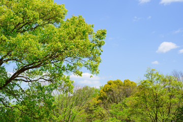新緑　青空の背景