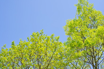 新緑　青空の背景