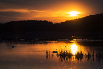 Swans on Evening Lake on Sunset in Ukraine