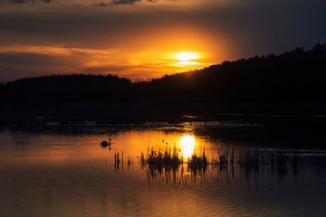 Swans on Evening Lake on Sunset in Ukraine