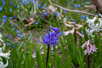 Purple and Pink Flowers in a Garden