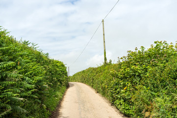 Fototapeta na wymiar Rural road in Devon