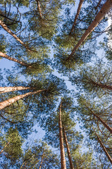 Tall trees against a blue sky. The tops of tall trees in a forest Park against the blue sky. Beautiful vertical image of a forest against the sky.