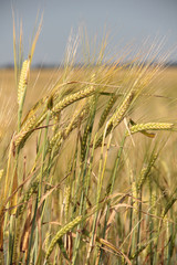 Large field of fresh wheat in countryside