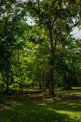 path in the park
