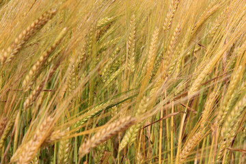 Large field of fresh wheat in countryside