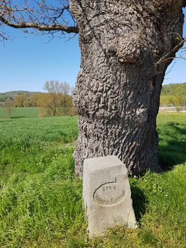 alte Eiche bei Dudenhausen